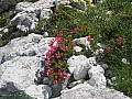 Alpenrose.jpg Alpenrose.jpg