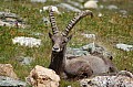 Steinbock.jpg Steinbock.jpg