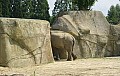 elefant.jpg elefant.jpg