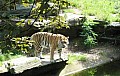 tiger.jpg tiger.jpg