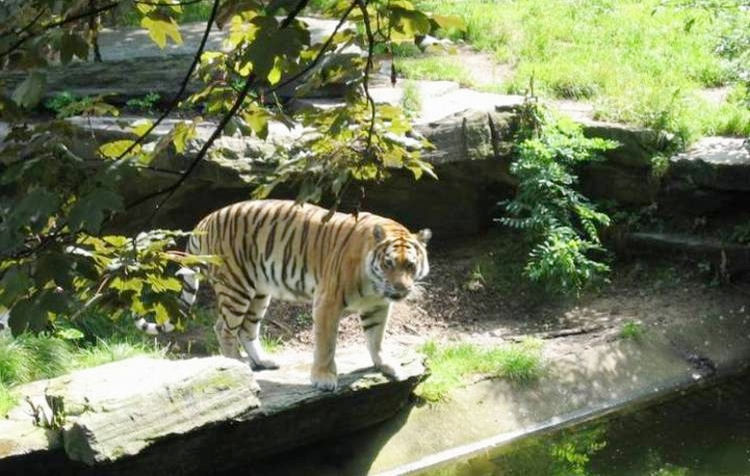 tiger.jpg